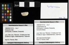 Foto (Objekt + Etiketten) von Cycloprosopon sp. 